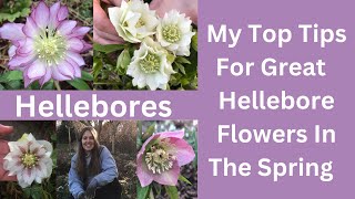 Hellebores  Tips On How To Look After Your Garden Hellebore Plants [upl. by Haerdna]