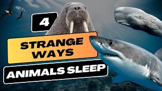 4 Strange Ways Animals Sleep [upl. by Agustin]