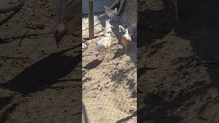 Spangled an white Kelso game chickens [upl. by Yelda]