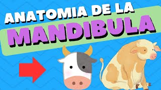 ANATOMIA de la MANDIBULA 🦷🐮 [upl. by Tormoria274]