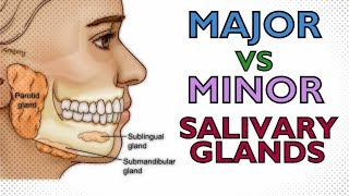 Major vs Minor Salivary Glands  EXPLAINED IN 3 MINUTES  PAROTID SUBMANDIBULAR SUBLINGUAL MINOR [upl. by Aicertal]