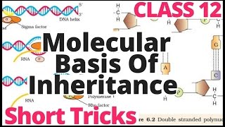 Molecular Basis Of Inheritance Short Tricksbiology bytesNcert for NEETAIIMSJIPMERClass 12 [upl. by Anilah]