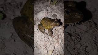 frog and toad are friends funny jump  funny frogs compilation  Big frogs jump for fun  froggy fun [upl. by Vincenz594]