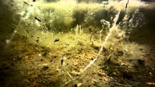 toadtastic Natterjack Toads at Hengistbury Head Dorset UK [upl. by Ellesirg]