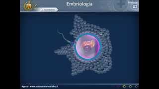 Embriologia 02  Spermatogenesi fecondazione e prima settimana [upl. by Hesper594]