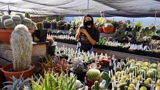 Rare Succulents amp Cacti  Plant Shop Tour 2021 [upl. by Lewin]