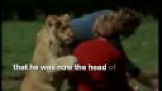 Christian The Lion  I will always love you christianthelion lion christian [upl. by Ynnohj]