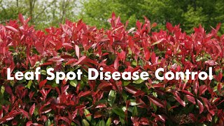 Leaf Spot Disease Control for Red Tip Photinia Part 2 [upl. by Bridwell]