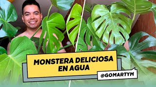 Cómo propagar tu Monstera deliciosa en agua Guía completa para el éxito [upl. by Suoivart]