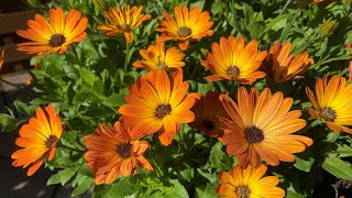 Crazy hard Osteospermum prune in mid summer  gets beautiful results in a few weeks [upl. by Abla166]