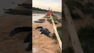 Why Is This Guy Feeding Mud To The Crocodile shortvideo [upl. by Sedruol]