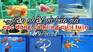 CẬP NHẬT VÀ BÁO GIÁ CÁC DÒNG CÁ KIỂNG CUỐI TUẦN MỚI NHẤT [upl. by Lanni]