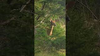 Deer Hunting 2021 SEPAQ Anticosti [upl. by Htaras]