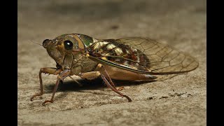 Cicala  Il canto delle cicale  Le cicadidi Cicadidae  The song of the cicadas  A cigarra [upl. by Karen]