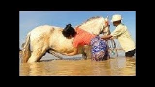 How training basic horse care for beginners  Learning about horse for beginners [upl. by Rawdan]