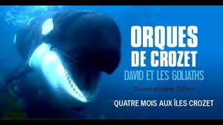 Orques de Crozet ces gigantesques éléphants de mer [upl. by Lleneg514]