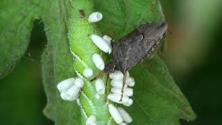 spined soldier bug eats hornworm [upl. by Norret]