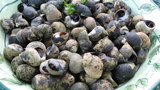 How to Forage and Cook Periwinkles [upl. by Satterlee]