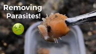 Removing Blood Sucking Parasites From Shrimp [upl. by Rorie]