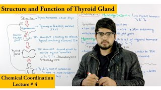 Thyroid gland and its hormones [upl. by Onateag37]