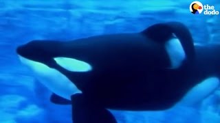 Tilikum Dies SeaWorld’s Most Famous Orca Passes Away  The Dodo [upl. by Groot]