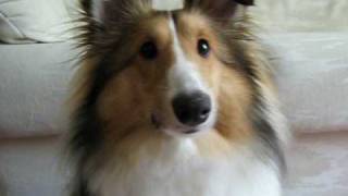 Sheltie Surprise  Puppy Shetland Sheepdog [upl. by Baudin]