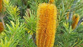 BANKSIA Giant Candle [upl. by Aicyla]