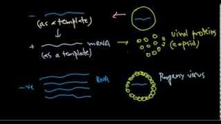 9 Replication of negative stranded RNA virus [upl. by Dorita470]