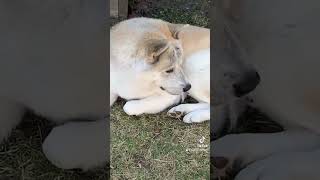 Majestic handsome lion doggo in his habitat chilling  🦁 [upl. by Raseac575]