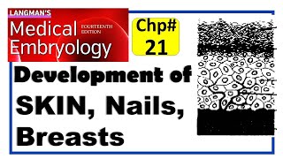 Langman Chapter21  Development of Integumentary System  Embryology  Dr Asif Lectures [upl. by Zamora]