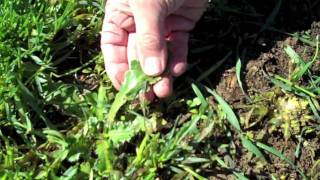 Managing Cereal Rye Grain Cover Crop for Native Wildflowers [upl. by Valene]