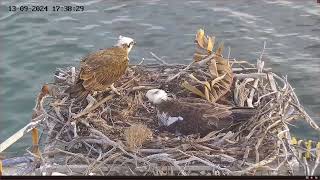 Port Lincoln Osprey 13092024 1735 [upl. by Nekial904]