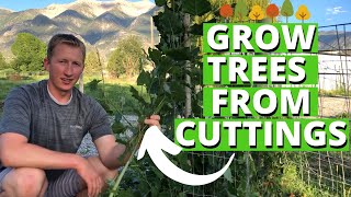 How To Grow Trees From Cuttings [upl. by Brockie]