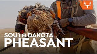 South Dakota Pheasant  Cal in the Field [upl. by Sarene]