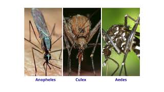 Découvrez Le Cycle de Vie Des Moustiques Et Leurs Impacts Sur La Santé De lHomme [upl. by Enaile]