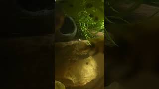 I love my bichirs bichir bichirfish aquarium aquariumfish fish fishtank [upl. by Anirtal943]