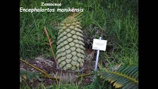 Cycads of South Africa [upl. by Margetts]