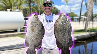 INSANE day of tripletail fishing Inshore NEW PBs [upl. by Ahseim]