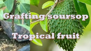 How to graft soursop  Guanabana  tropical fruit [upl. by Manlove]