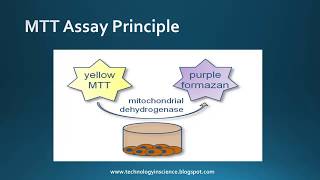 MTT assay  Cell Viability Cytotoxicity  Principle Advantages amp Limitations [upl. by Shargel]