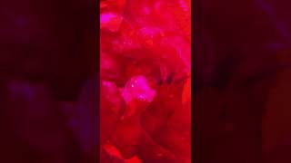 Tunicate in my reef tank reefkeeper saltwater phonk weird ecosphere blowup viral [upl. by Esereht852]