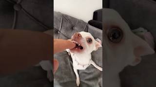 Kuchi Kuchi chihuahua vs bulldog 🤣 bulldog mreviatar nikiozeri angrychihuahua chiuahua [upl. by Eelrak958]