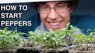 How to Germinate Pepper Seeds INCREDIBLY QUICK with 99 Germination [upl. by Leonor599]