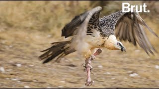 Le gypaète barbu le seul oiseau au monde à se nourrir principalement dos [upl. by Hamon402]