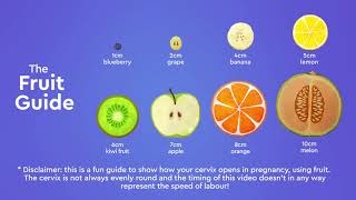 How your cervix dilates during labourthe Fruit Guide [upl. by Oinotnas]