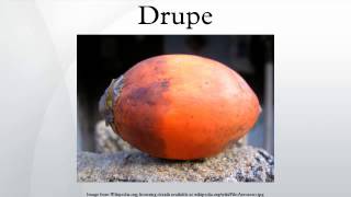 Drupe [upl. by Nahej]