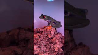 Red eyed tree frog frogs reptiles fyp trending viral asmr animals shortsfeed shortsvideo [upl. by Reldnahc]