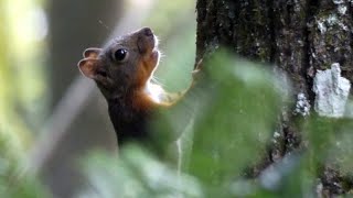 Japanese Squirrel Scurries up a Japanese Walnut Tree [upl. by Siger71]