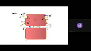 Hipocalcemia e hipomagnesemia [upl. by Schertz]