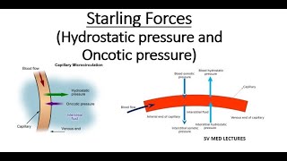 Starling Forces  Hydrostatic pressure and Oncotic pressure [upl. by Lillian709]